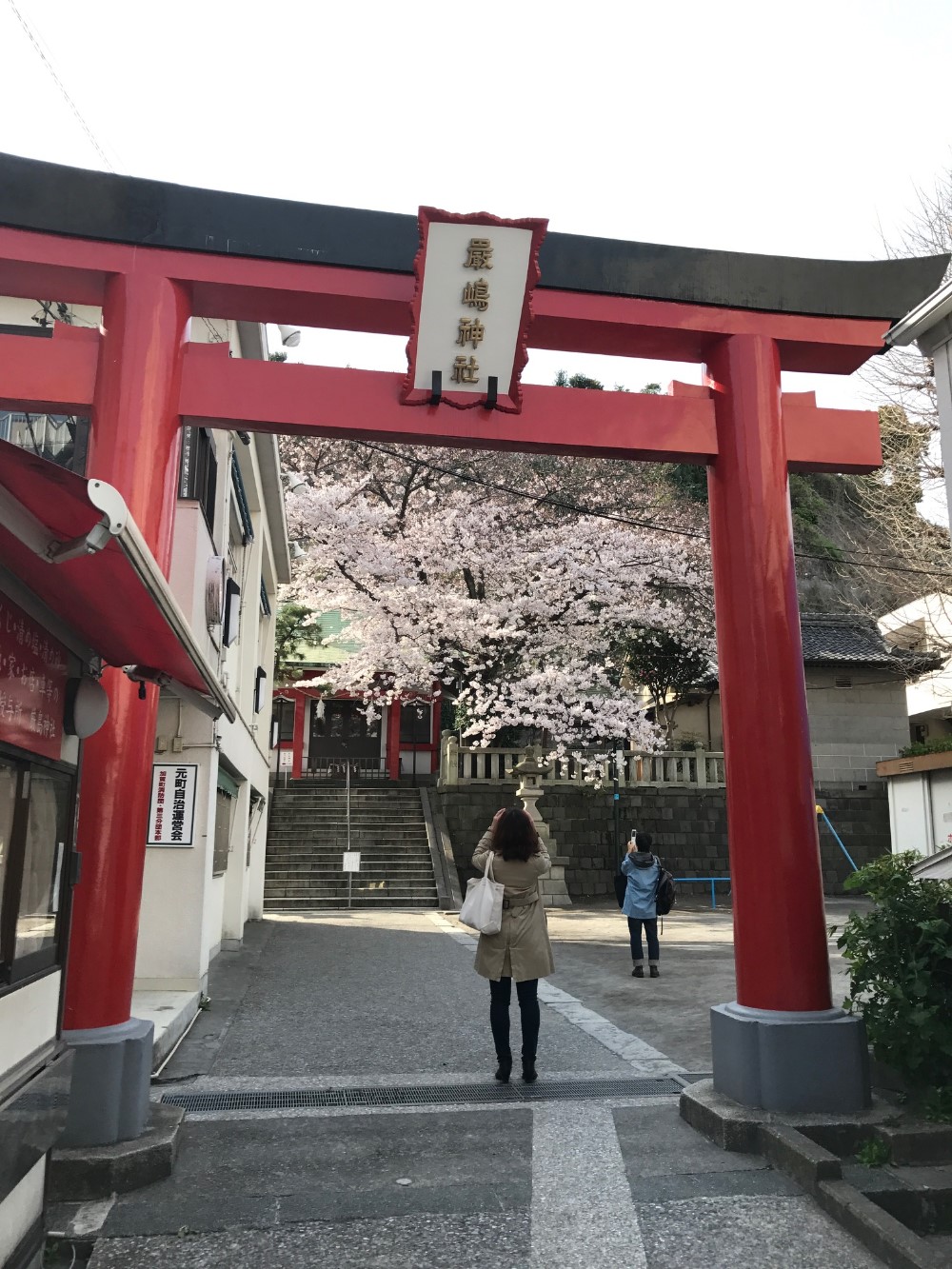 Sakura flowers blooming at shrine in Yokohama